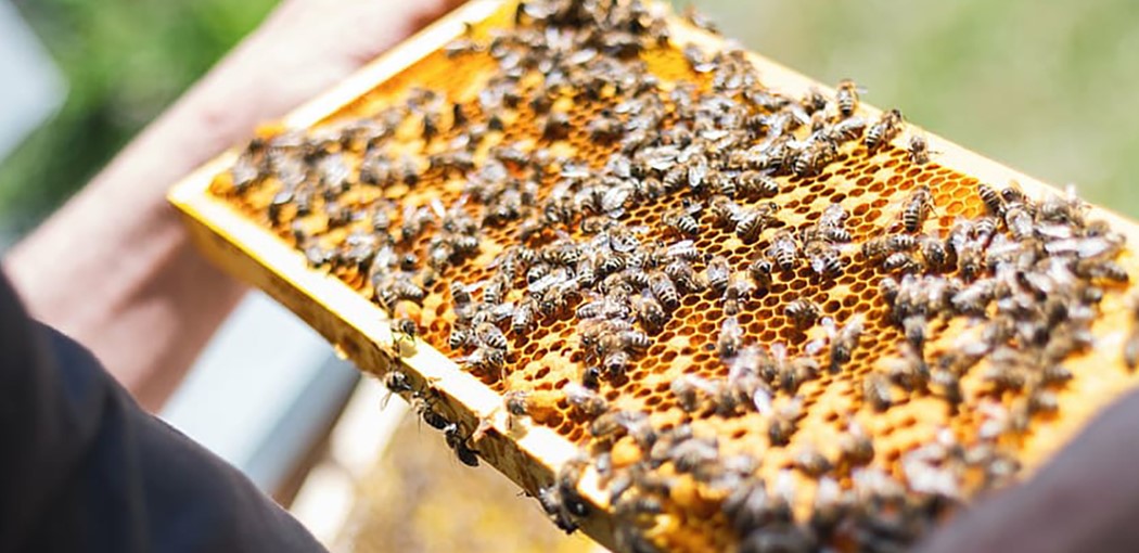 Bijenhof, your partner for beekeeping material and honey